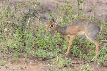 Safari in Serengeti in Tanzania, East Africa