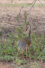 Safari in Serengeti in Tanzania, East Africa