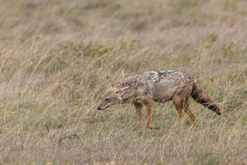 Golden jackals or golden wolf (Canis aureus) between grassland in Serengeti in Tanzania East Africa