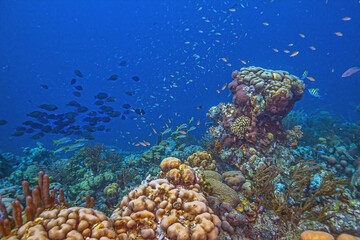 Obraz premium Caribbean coral garden, Bonaire