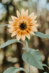 a sunflower with a bumblebee in the middle