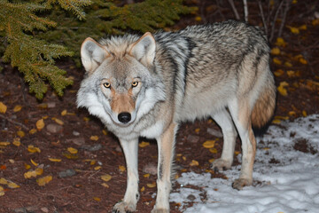 Fototapeta premium Wolf eyes glow in the darkness of a winter night