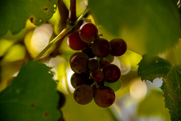 Bunches of pink grapes in a vineyard