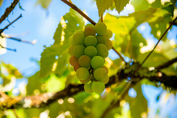 Bunches of pink grapes in a vineyard
