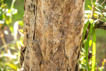 Eugenia uniflora L tree trunk