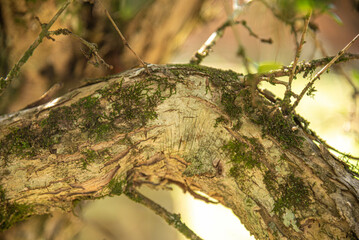 Eugenia uniflora L tree trunk