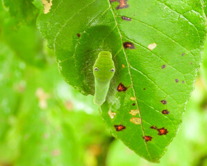 Tiger Swallowtail Butterfly Caterpillar - Papilio glaucus - Green Larva 