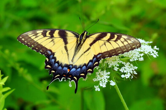 Eastern Tiger Swallowtail - Yellow Butterfly - Papilio glaucus - Flying Insect