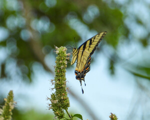Eastern Tiger Swallowtail - Yellow Butterfly - Papilio glaucus - Flying Insect