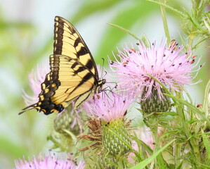 Eastern Tiger Swallowtail - Yellow Butterfly - Papilio glaucus - Flying Insect