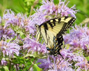 Eastern Tiger Swallowtail - Yellow Butterfly - Papilio glaucus - Flying Insect