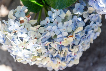 Hydrangea macrophylla flowers