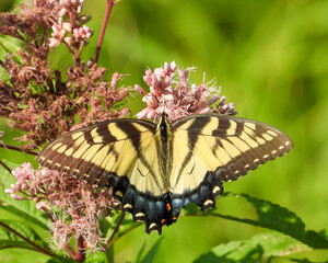 Eastern Tiger Swallowtail - Yellow Butterfly - Papilio glaucus - Flying Insect