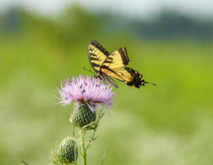 Eastern Tiger Swallowtail - Yellow Butterfly - Papilio glaucus - Flying Insect