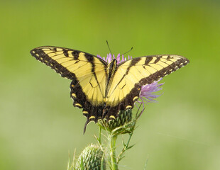 Eastern Tiger Swallowtail - Yellow Butterfly - Papilio glaucus - Flying Insect