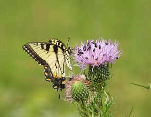 Eastern Tiger Swallowtail - Yellow Butterfly - Papilio glaucus - Flying Insect