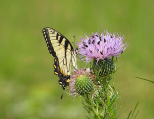 Eastern Tiger Swallowtail - Yellow Butterfly - Papilio glaucus - Flying Insect