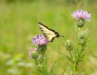 Eastern Tiger Swallowtail - Yellow Butterfly - Papilio glaucus - Flying Insect