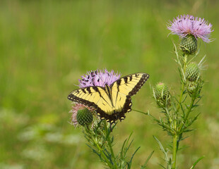 Eastern Tiger Swallowtail - Yellow Butterfly - Papilio glaucus - Flying Insect