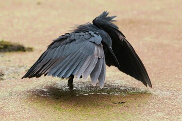black heron hunting