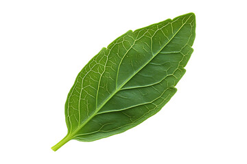Stevia Leaf Isolated on Transparent Background PNG Image.