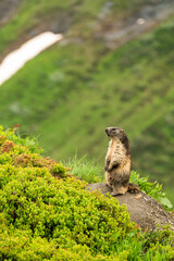 Alpine marmot (Marmota marmota), the alpine sentinel, standing and whistling in an mountain meadow full of flowers, Italian Alps.
