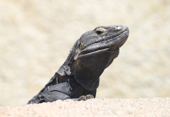 A alert spiny-tailed iguana (Ctenosaura) with its head raised in the air. The dark scales of this Mexican lizard contrast with the light-colored rocks it is perched on.