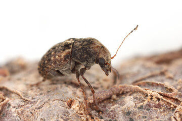 Coffee Bean Weevil of the species Araecerus fasciculatus.