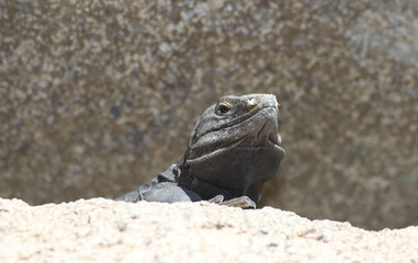 Looking up at the wide head of a spiny-tailed iguana (Ctenosaura) perched on a rock on a warm, sunny day. 