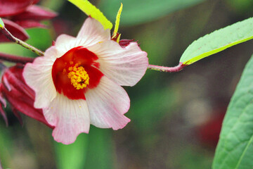 Roselle flower © Beeyate