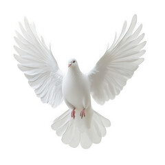 Obraz premium a graceful white dove is captured mid-flight. showcasing its expansive wings against a light background a sense of peace and freedom. often symbolizing hope and purity