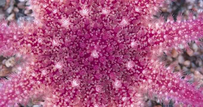 Young starfish Crossaster papposus close up, Solasteridae, phylum Echinodermata. Cutaneous gills papulla and paxilla are visible, bearing a tuft of needles. White Sea