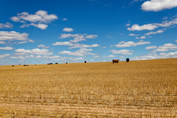 Fototapeta premium A photo of cattle grazing against a wheat stubble hill with blue skies and white clouds