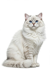 Obraz premium Fluffy White Longhair Cat Sitting Blue Eyes Pet Animal