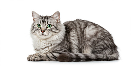 Fluffy Silver Cat Long Hair Green Eyes Pets Adorable Animals Cute Kitten Domestic Feline Mammal