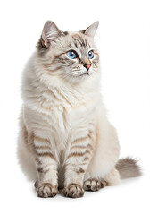 Fototapeta premium Fluffy Cream Tabby Cat with Striking Blue Eyes Pets Adorable Animals