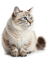 Obraz premium Fluffy Longhair Cat with Blue Eyes Cute Pet Portrait