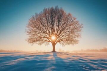Majestic Tree Silhouette in Winter Light