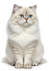Adorable Fluffy Longhair Cat Sitting Pose Blue Eyes White Fur Pets