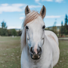 Obraz premium Portrait of a Hourse.