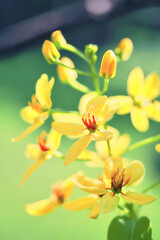 Obraz premium Yellow flowers called maiden's jealousy