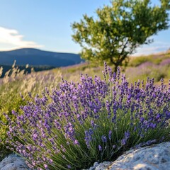 Obraz premium Lavender Blooms in a Serene Landscape With Mountains and a Lone Tree Under a Clear Blue Sky During the Early Evening