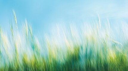 Obraz premium Soft Grass Swaying Gently in the Breeze Under Clear Blue Sky on a Sunny Day in a Serene Outdoor Setting