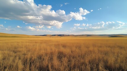 Obraz premium Expansive Golden Grassland Under a Bright Blue Sky With Scattered Clouds in Late Afternoon Light