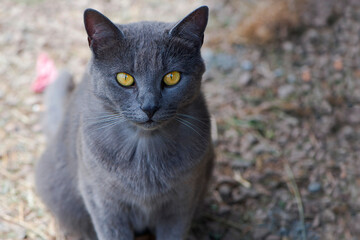 beautiful gray cat. close-up of the head of a gray cat with big yellow eyes. Chartres the cat looks directly into the camera with large yellow golden eyes. domestic animal. blue cat
