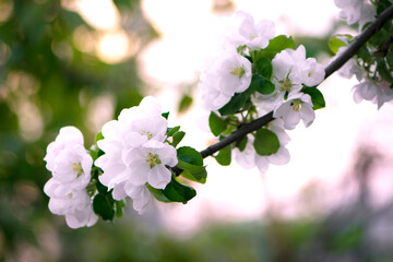 a twig with delicate white flowers of an apple tree. flowering branch of apple tree in spring. white flowers on a branch in the garden, soft tones with white petals against beautiful bokeh. close-up