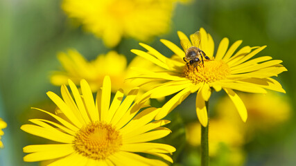 Bee on a flower. Close-up, striped bee sitting on a yellow flower with a green background. Spring...