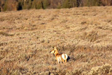 Pronghorn in morning light in Grand Teton National Park