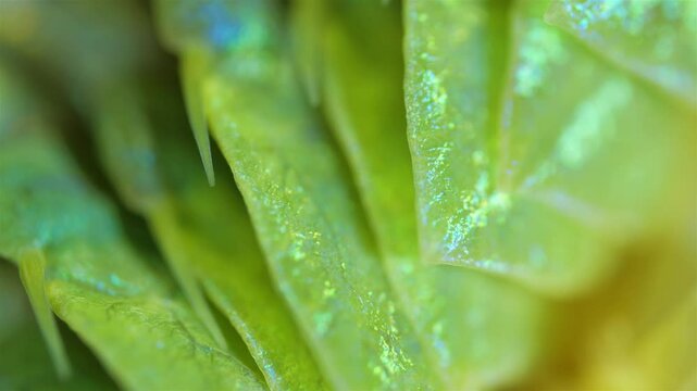 Epitoky form worm Polychaeta Nereis virens under microscope, family Nereididae. Modified enlarged parapodia and developed paddle-like setae to improve swimming ability. White Sea