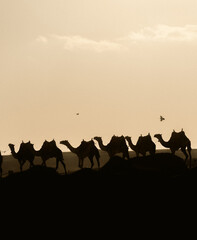 Camels at sunset at the great pyramids of Giza